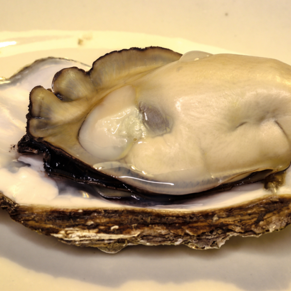🐚東広島名産の牡蠣を購入するならココが全国で一番おすすめ！｜広島のぶちうまいグルメをお届けする「ぐる～めん広島」